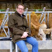 Sam Steggles, owner of the Goat Shed Farm Shop and Kitchen in Honingham, with his Simmental cattle