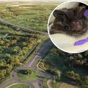 Natural England has hit back over criticism of the organisation over the Norwich Western Link. Inset: Barbastelle bat and Norfolk County Council leader Kay Mason Billig