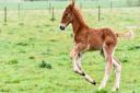 Gressenhall Farm and Workhouse will be getting two new Suffolk Punch foals.