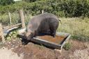 A Large Black sow enjoying the sun in her water trough. Photo: Norfolk Museums Service