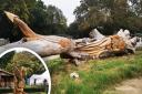 Matt Darge, a chainsaw artist, has created a dragon takeover at Barnardiston Hall Preparatory School in Suffolk as his statue was sold to the school - and a new piece was commissioned there