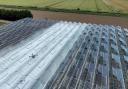 A sprayer drone from Norfolk firm Crop Angel whitewashing greenhouses in Lincolnshire