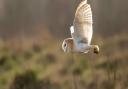 A barn owl goes daylight hunting