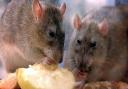 Reports of pests sightings such as rats and flies have dropped in Breckland - new figures can reveal