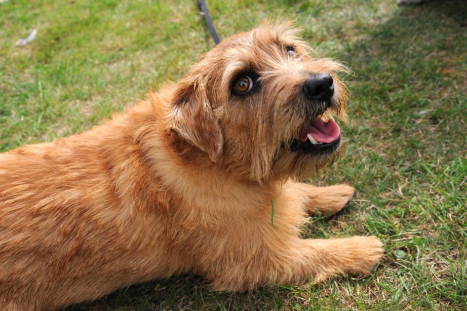 Kennel Club say Norfolk and Norwich terriers are "at risk"