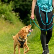 The innovative leash offers a more secure link between walker and dog.