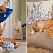 Peanut the cat from Dereham after his injury and leg amputation