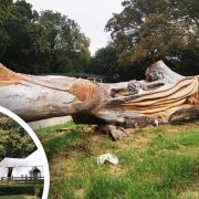 Matt Darge, a chainsaw artist, has created a dragon takeover at Barnardiston Hall Preparatory School in Suffolk as his statue was sold to the school - and a new piece was commissioned there
